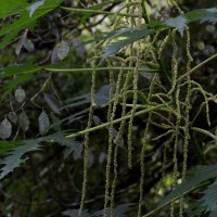 Girardinia diversifolia (Link) Friis